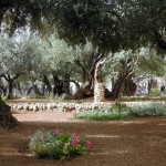 garden_of_gethsemane_day_4_medium